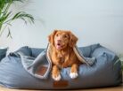 hundehalterhaftpflichtversicherung-01