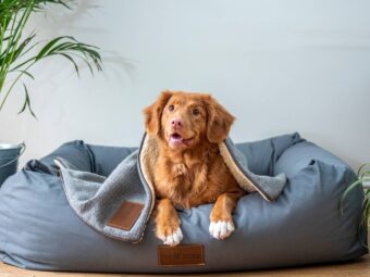 Hundehalterhaftpflichtversicherung Hundehalterhaftpflichtversicherung